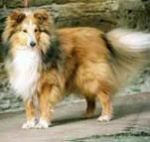 Ysop vom Birkenwappen 1 Sheltie